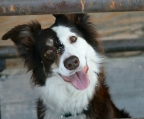 zuckersüßen reinrassigen Border Collie