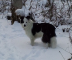 Border Collie welpen, reserviert 