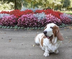 basset-hound-welpen