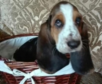 welpen basset hound zu verkaufen