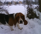 basset hound welpen preis