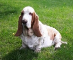 basset hound 100% reinrassig