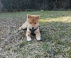 Züchter shiba inu