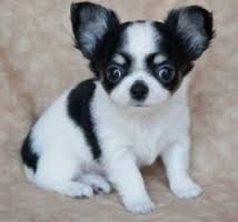 Typvolle Chihuahua Welpen..suchen Traumplatz