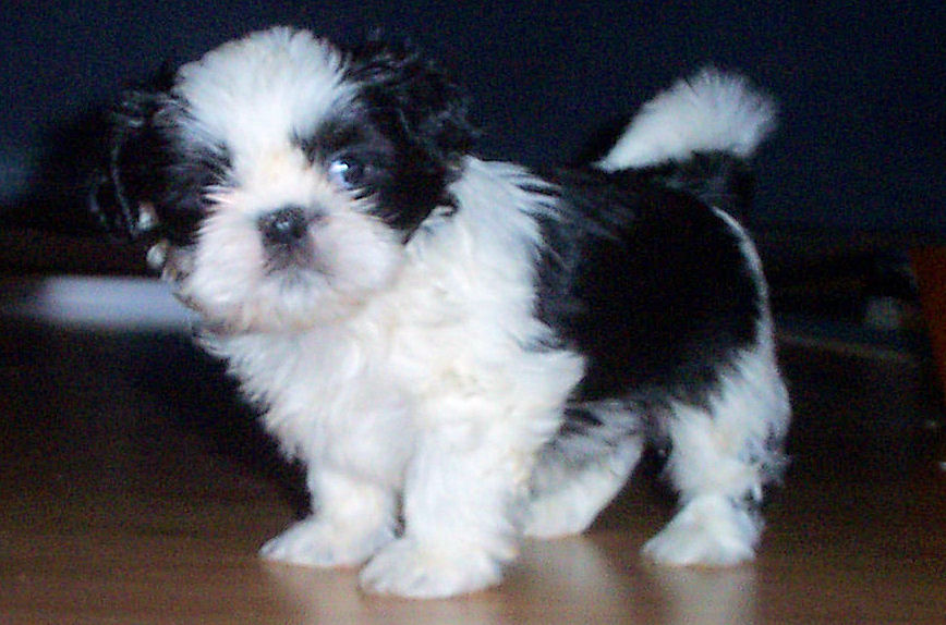 imperial Shih Tzu Welpen mit Ahnentafel suchen ein Zuhause