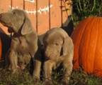 weimaraner welpen zu verkaufen