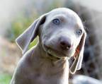 weimaraner zucht 