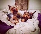 paar welpen Yorkshire Terrier