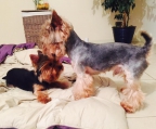 Yorkshire terrier kaufen