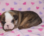 welpen Englische Bulldogge