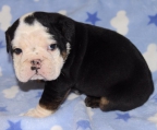 welpe Englische Bulldogge verkauf