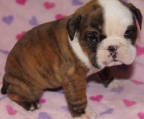 Welpen Preis  Englische Bulldogge