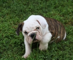 welpe 8 wochen Englische Bulldogge