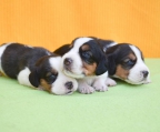 Züchter Schweiz Beagles