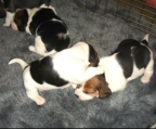 welpe beagle kaufen