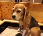 6 welpen kaufen beagle