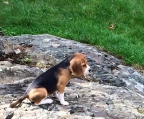 hund beagle