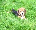 Beagles Schweiz