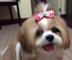 shih tzu hunden