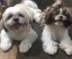 shih tzu Züchter