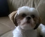 shih tzu 3 welpen