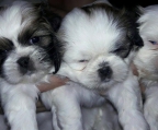 shih tzu kaiserlich