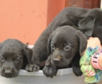 Labrador Retriever welpen schwarz 