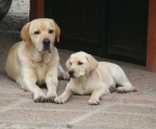 Labrador Retriever Welpen Preis