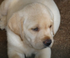 Labrador Retriever Welpe golden