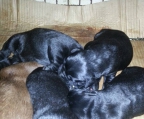 Labrador Retrievers verkauf