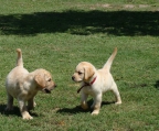 Labrador Retriever verkaufen in der Schweiz