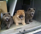 welpen chow chow verkaufen