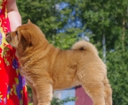 welpe chow chow 