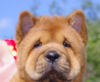 Züchter vom chow chow 