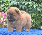 chow chow  welpen  zu  verkaufen