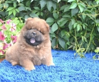 chow chow  preis hunden