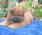 chow chow  Verkaufen Schweiz