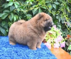 chow chow  3 Welpen