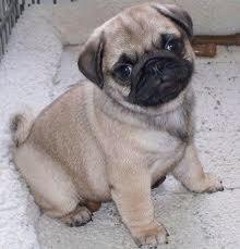 Hermosos cachorros pug