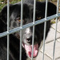 Der Border-Collie-Mix-Rüde