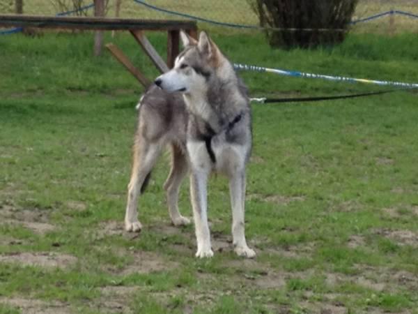 Amerikanischer Wolfshund, 2 1/2 Jahre alt