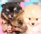 Zwergspitz / Pomeranian Welpen suchen ein neues Zuhause