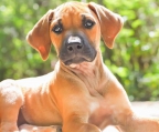 Rhodesian Ridgeback Welpen