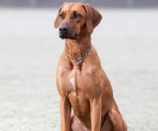 Rhodesian Ridgeback welpe kaufen