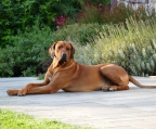 welpen verkaufen Rhodesian Ridgeback