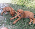 züchter Rhodesian Ridgeback 