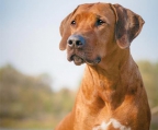 Rhodesian Ridgeback welpen MIT VDH PAPIEREN ABZUGEBEN