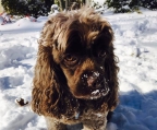 Cocker-Spaniel-welpen kaufen