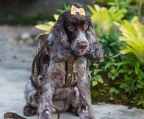 cocker spaniel welpe zu verkaufen