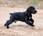 cocker spaniel WELPE SUCHEN